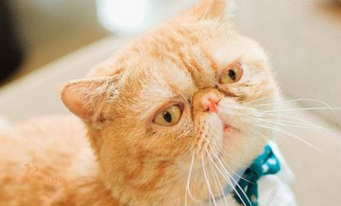 猫咪每天喝羊奶粉容易上火吗为什么