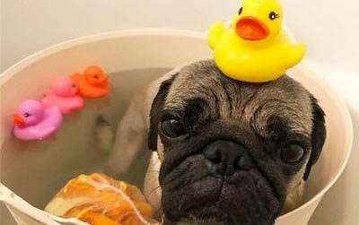 八哥犬吃的是什么食物