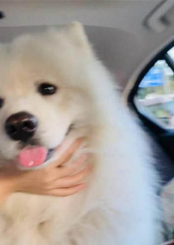狗狗总是干呕像卡住一样是怎么回事