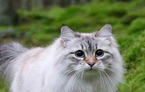 两只猫多久能和谐相处啊
