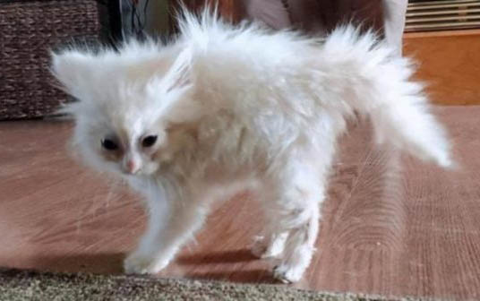猫饿几天会饿死