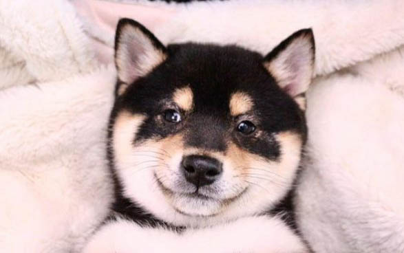 柴犬被主人打后会记仇吗
