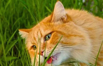 猫咪每天吃饭好吗
