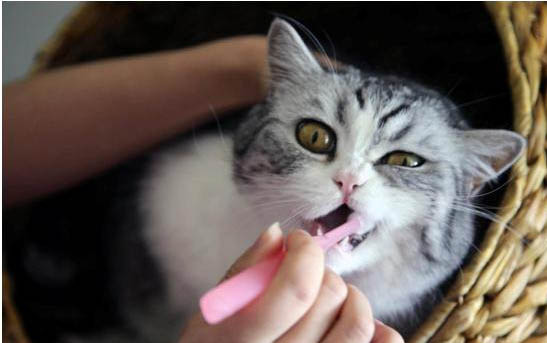 猫的大腿根正常体温是多少度