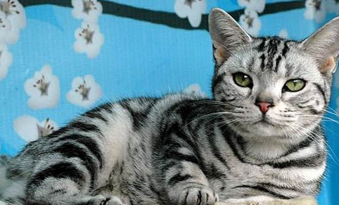 怎么判断猫咪还有多久生