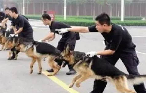狗狗眼睛流脓眼屎是怎么回事?
