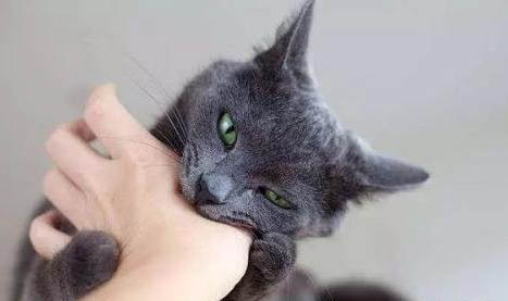 猫能吃鹌鹑蛋吗?
