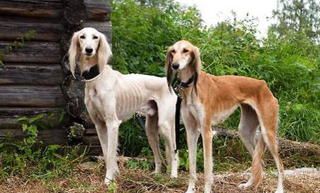 寻血猎犬分娩需要多长时间