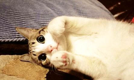 猫咪黄疸不吃不喝能可以坚持多久