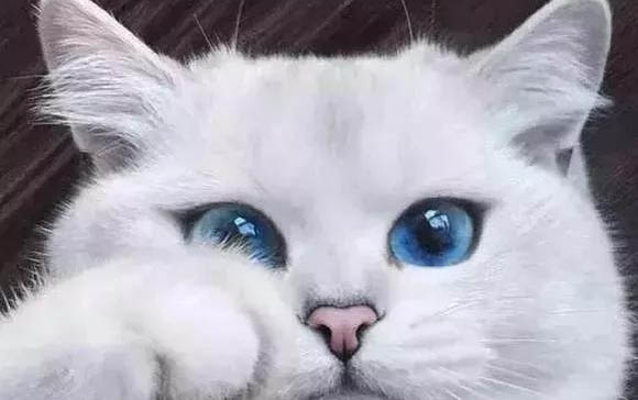 小猫换牙流血属于正常吗