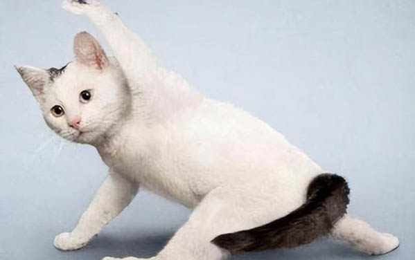 猫咪一个月洗一次澡可以吗