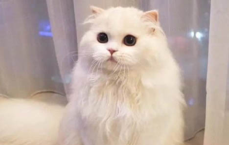 猫剪指甲剪到血线后果