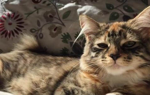 猫咪产房怎么布置?