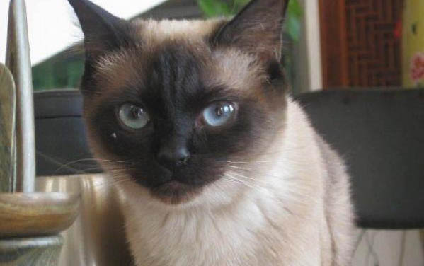 挪威森林猫脱毛很严重的原因及处理方法
