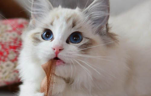 猫一直咕噜咕噜叫是怎么回事