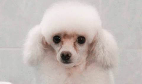 贵宾怎么分辨纯不纯