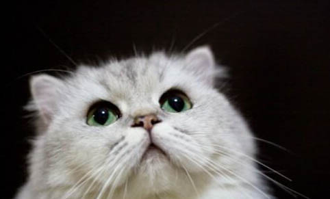 金吉拉生完小猫后不吃东西