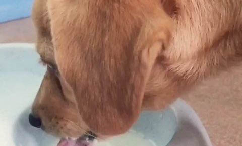如何让狗开始吃狗粮