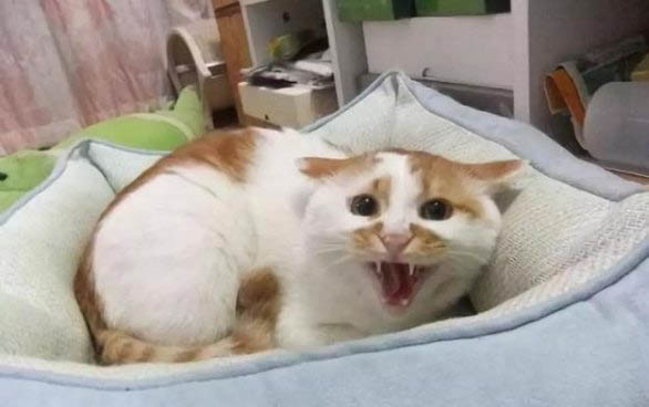 小猫掉毛可以把毛剃掉吗