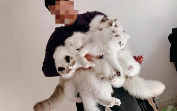 被一个多月的小猫咬破手指有事吗