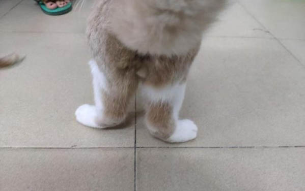 请问小猫猫藓能自愈吗?