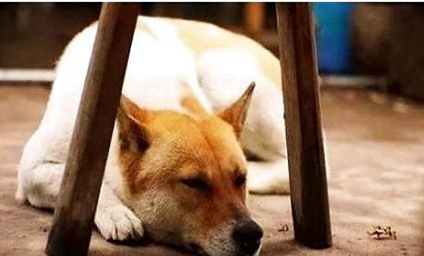 中华田园犬拉血便的原因及处理方式