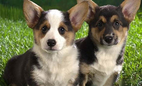古牧幼犬价格大概多少钱一只
