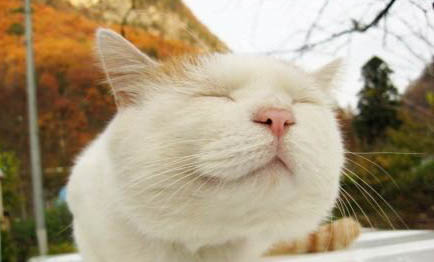 如何活得像一只猫