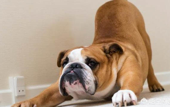 斗牛犬喂多少