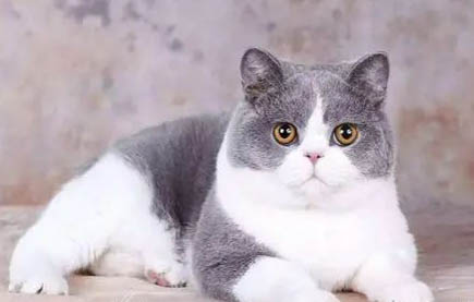 猫得了猫传腹是什么症状
