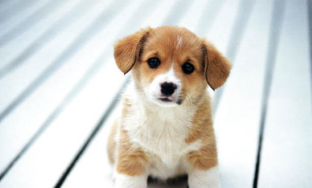 腊肠犬怎么训练上厕所?