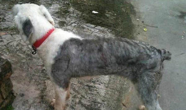 古代长须牧羊犬多少钱一只