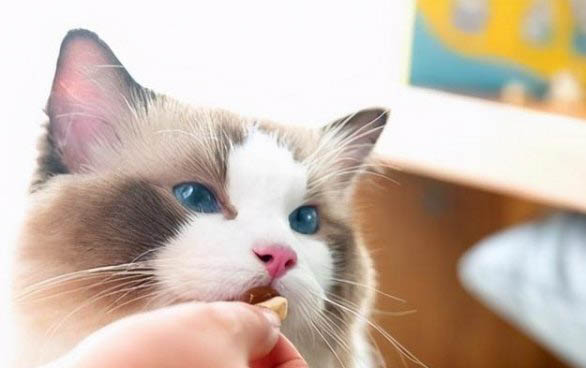 刚出生的小猫急救措施有哪些