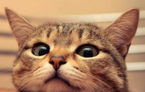 猫的发情期有多久?