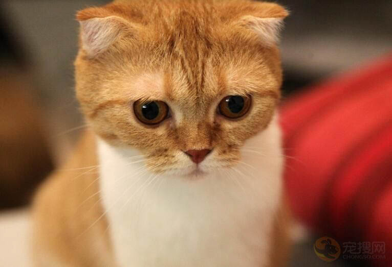 折耳猫的耳朵为什么会立起来