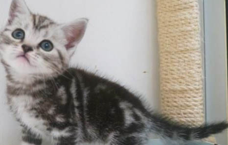 猫咪下巴有黑色渣子怎么清除