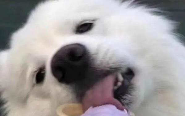 狗狗爪子肉垫坏了该如何处理