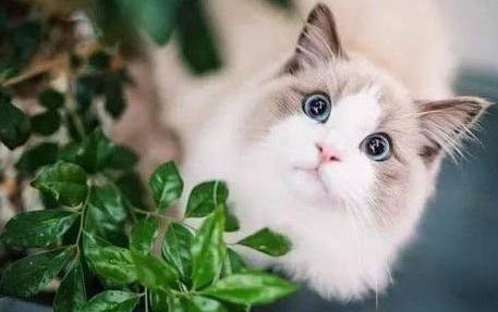 小猫有泪痕的原因及处理方法