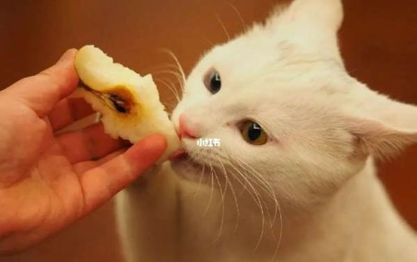 猫会不会吃蟑螂啊