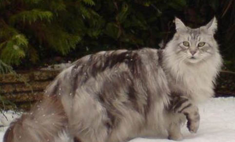 不想养猫感觉快崩溃了