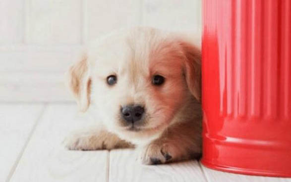 柯基幼犬如何喂养量