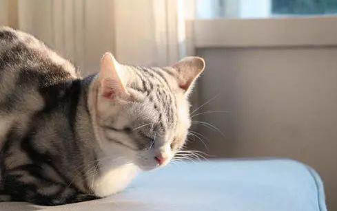 百合对猫毒发要多久