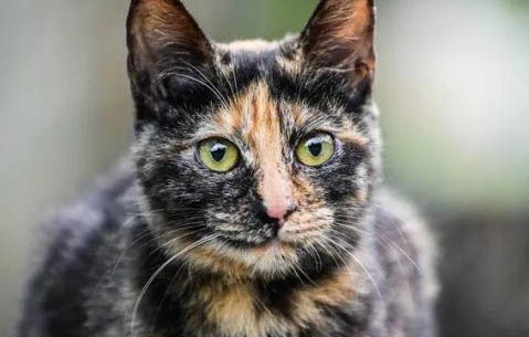 为什么很少有人养波斯猫