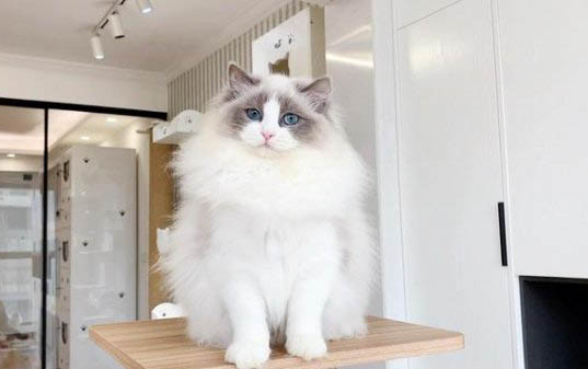 猫咪剪毛教程