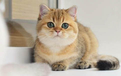猫的基因随公的还是母的多啊