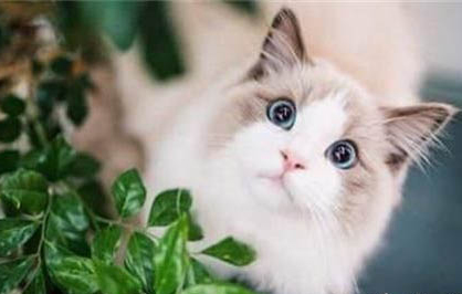 猫为什么总喜欢舔自己的毛 可以调节体温