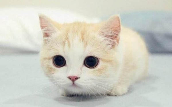 猫咪玩儿累了会一直吐舌头喘气吗