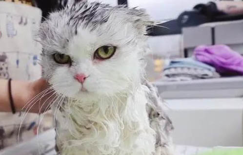 为什么有的猫咪很瘦却很大呢