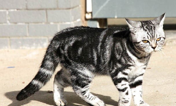 虎斑猫的价格多少钱一只