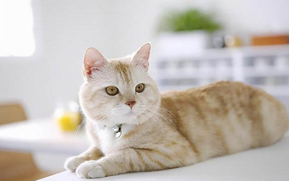 猫咪食欲不振不拉大便的原因及处理方法